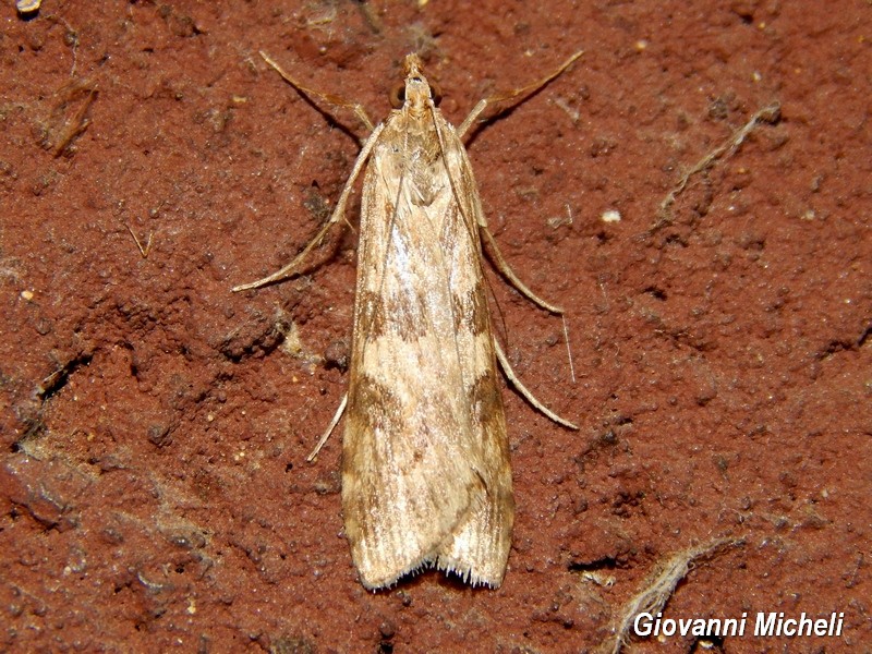 Alcune falene da confermare/identificare